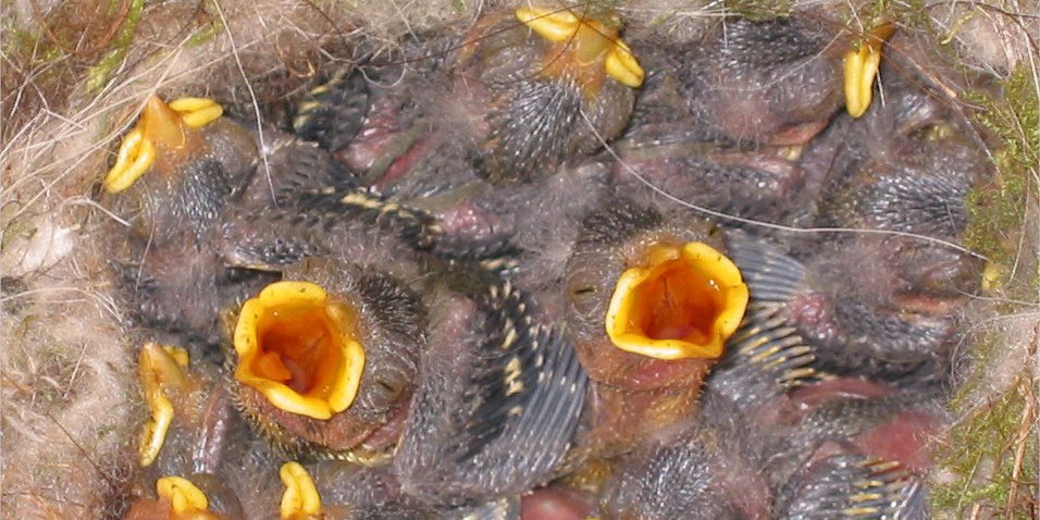 Hungrige Nestlinge
