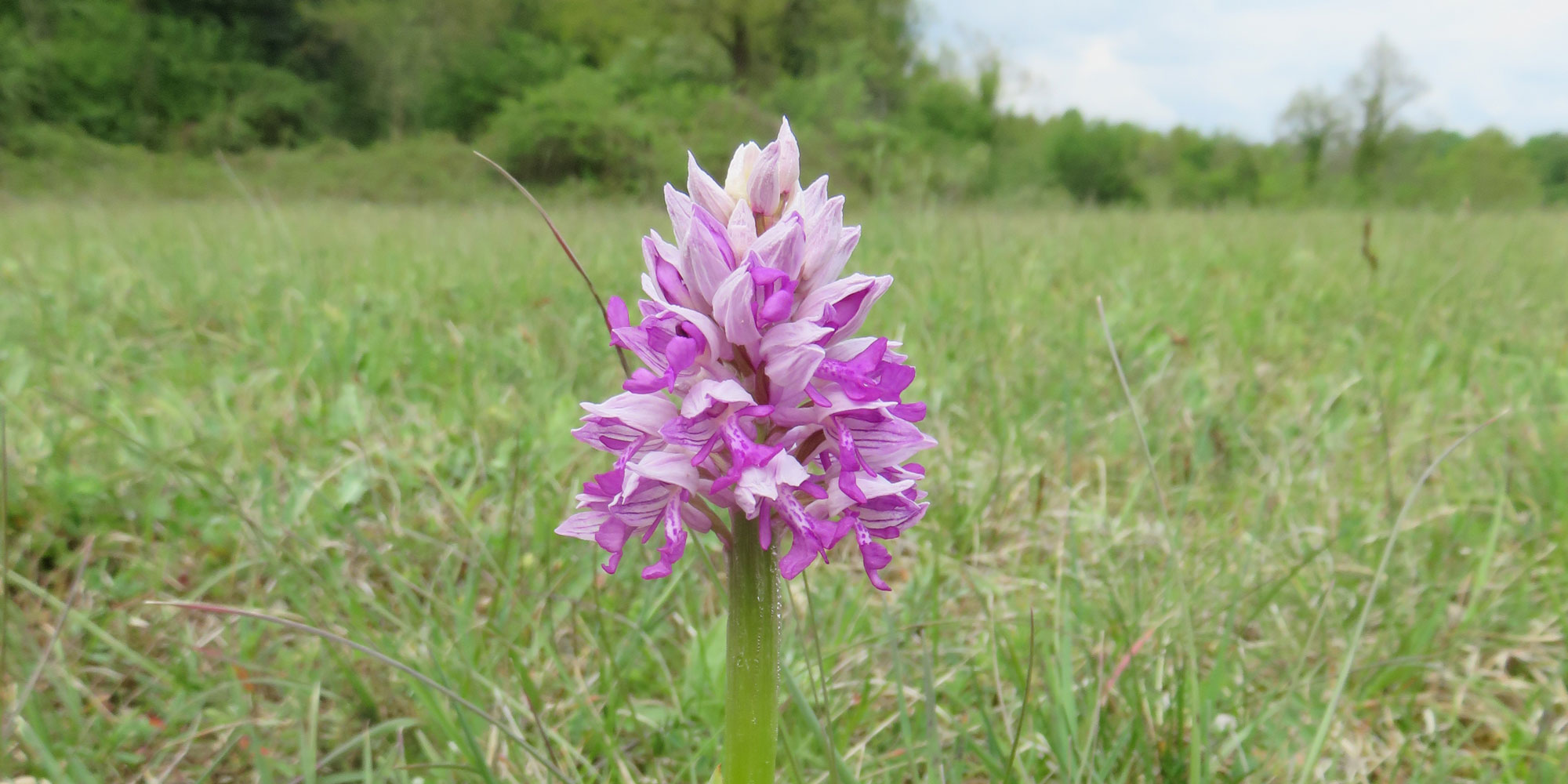 Helm-Orchis
