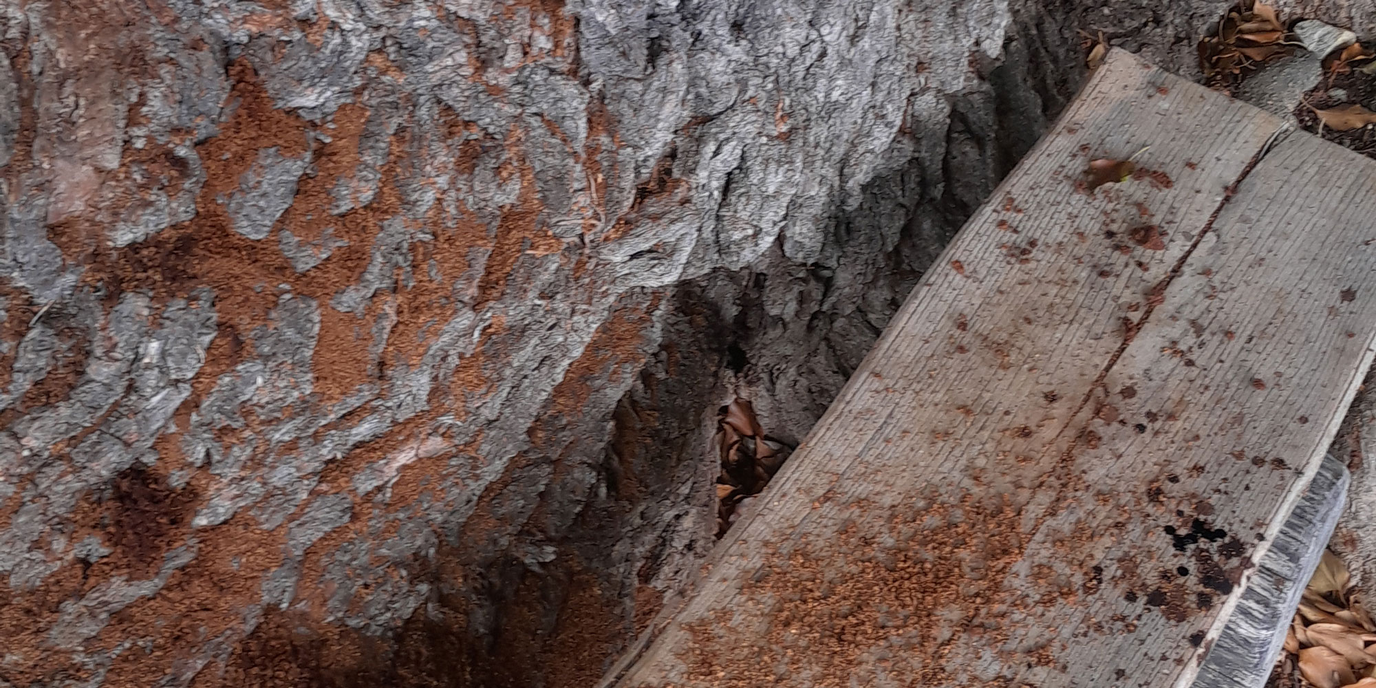 «Sägemehl» am Fuss der Eichen: Hier ist die Eichenbock-Larve am Werk.