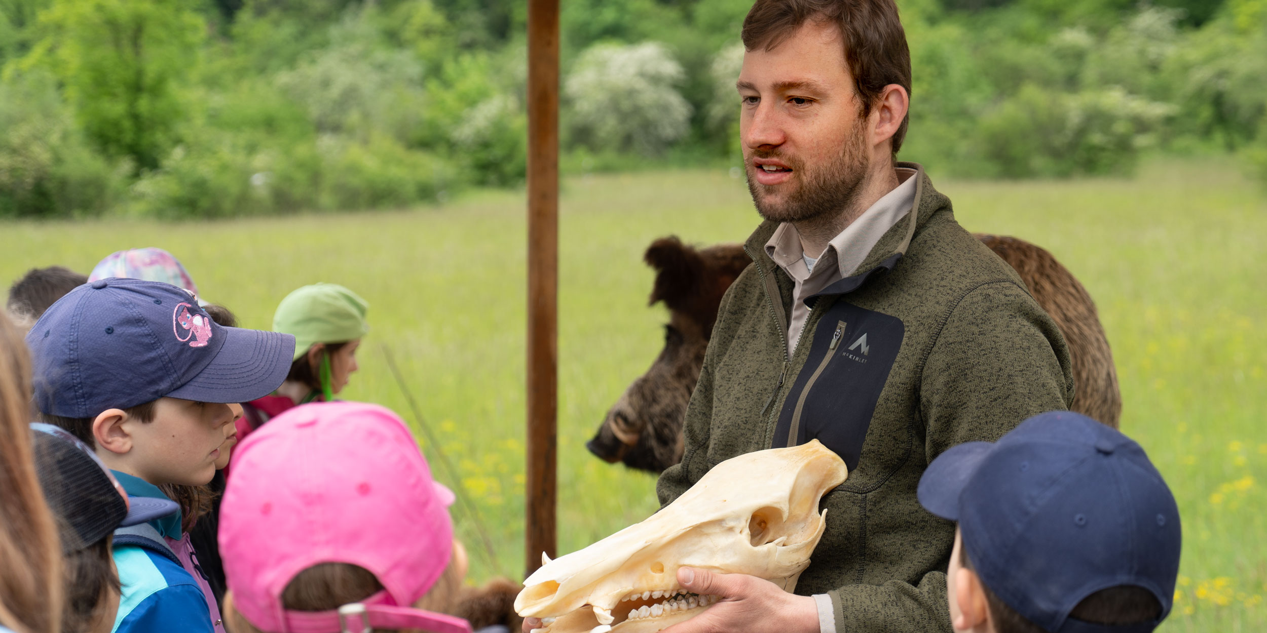 Schädel eines Wildschweins
