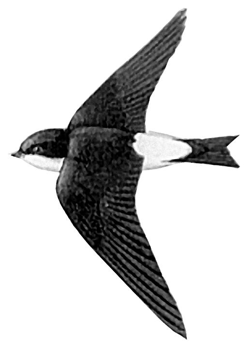Logo Natur- und Vogelschutzverein Rothenfluh-Anwil-Oltingen NUVRAO