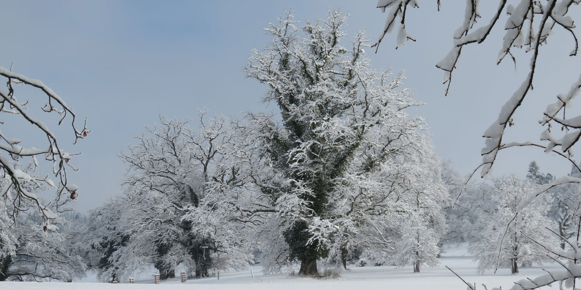 Schnee im Eichenhain