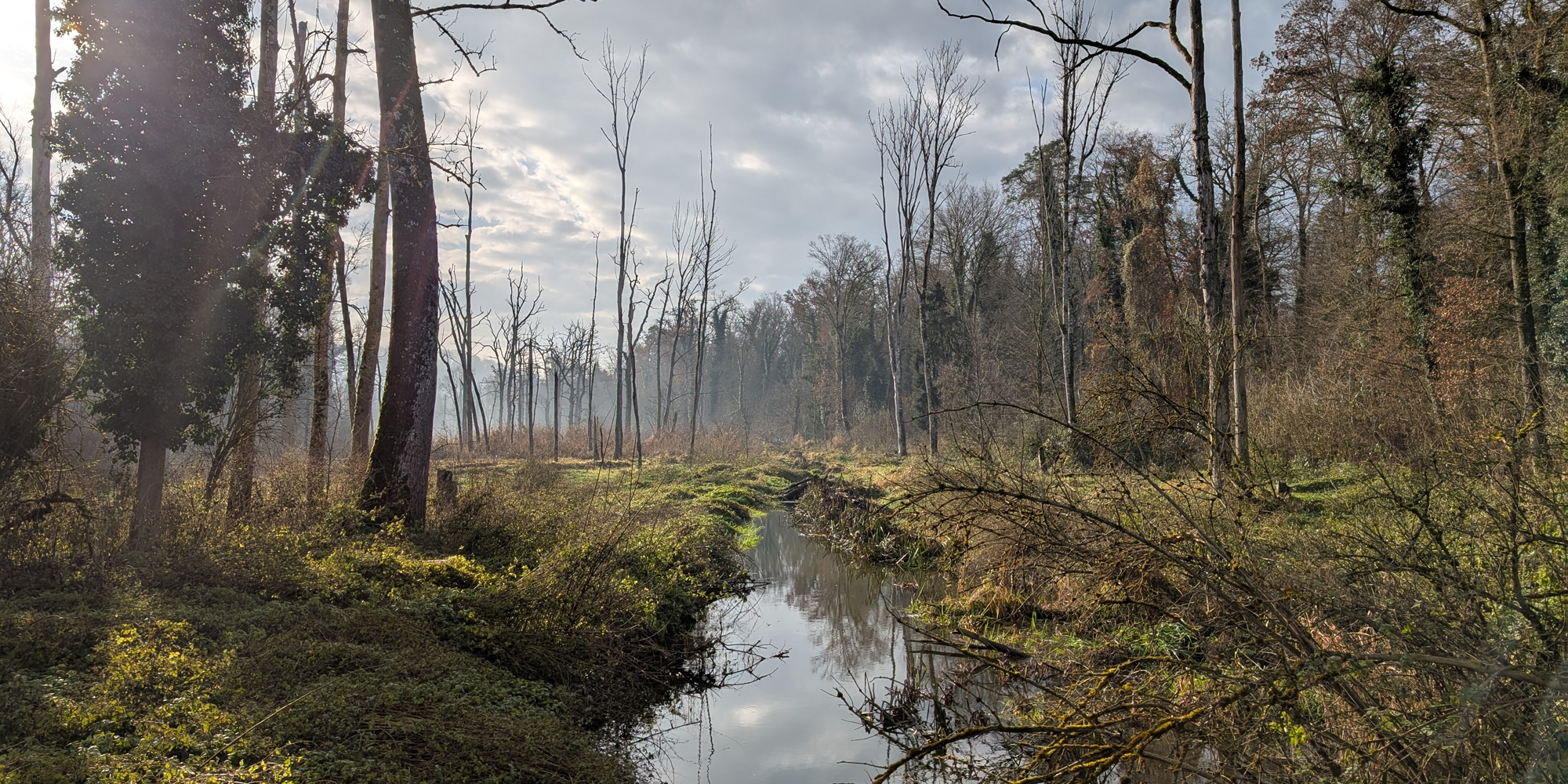 Blick in die Auenlandschaft